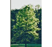 Cross-Stitched Tree Address Book: The inside features a signature page, 4 pages for each letter of the alpabet, 2 pages each for birthdays, anniversaries and more.