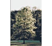 Cross-Stitched Tree Address Book: The inside features a signature page, 4 pages for each letter of the alpabet, 2 pages each for birthdays, anniversaries and more.