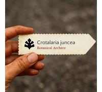 Crotalaria juncea SEEDS - - SEMI Canapa sunn | Canapa indiana