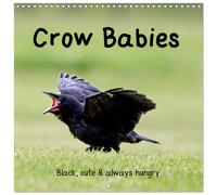 Crow Babies - Black, cute & always hungry (Wall Calendar 2027 12 × 12 Inch) CALV