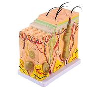 Cryfokt 50x Modello di Struttura del Tessuto Anatomico Umano Ingrandito con Capelli, Materiale in PVC 3D Ingrandito per la Biologia Modello di Insegnamento della Chirurgia Estetica