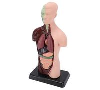 Cryfokt Modello Anatomia Corpo Umano con 7 Organi Rimovibili, 26cm Torso, | Modello di torso in PVC per l\'educazione medica, kit di organi staccabili, sussidio didattico in classe, strumento di