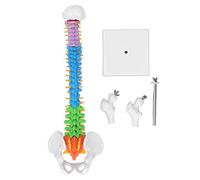 Cryfokt Modello di Colonna Vertebrale in Miniatura in PVC Colorato da 45 Cm per L'insegnamento dello Studio con Set di Ossa della Coscia per Studenti di Medicina