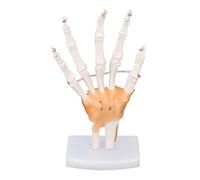 Cryfokt Modello di Scheletro della Mano a Grandezza Naturale Visualizzazione Chiara Insegnamento di Apprendimento Flessibile per lo Studio Dell'anatomia