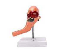 Cryfokt Robusto Modello di Utero Femminile per L'insegnamento di Concetti