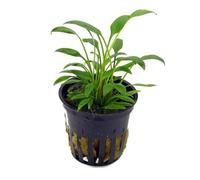 Cryptocoryne Parva in Vasetto | Piantina Acquatica Compatta e Facile per Acquari Dolce | Perfetta per Neofiti (Poker, 4, unità)