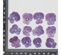 Crysdaralovebi 60 pezzi viola viola del pensiero essiccata pressata tricolore L. piante fiori erbario per gioielli, cartoline, segnalibri, custodie per telefono fai da te (colore 3)