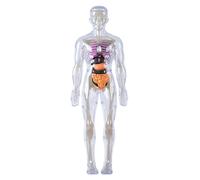 Csafyrt Modello del Corpo Umano per Bambini Modello di Anatomia 3D visualizzabile Staccabile illuminismo I Giocattoli scientifici col