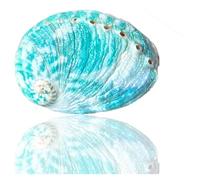 CTRSM Grandi Conchiglie Marine, Conchiglia Naturale, 1 Pezzo 8-9 cm Grande Verde Naturale raro Vero Abalone Conchiglia di Mare for Acquario Tema Festa Decorazione
