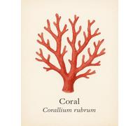 Cuaderno liso - Corallium rubrum - 100 páginas - 21,59 x 27,94 cm: Ilustración artística en acuarela de coral rojo - cuaderno marino elegante para dibujar, escribir o soñar con el mar