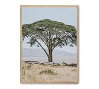 Cuadro tree in the savana ii_FASE5