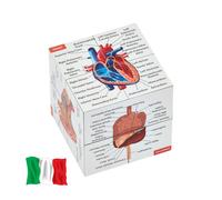 Cubo Di Studio Anatomia Umana in ITALIANO | Studia 9 Parti Del Corpo Umano | Cub