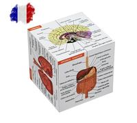 Cubo di studio di anatomia umana in francese | Studia 9 parti del corpo umano | Cubo modello di anatomia | Regalo ideale per infermieri e studenti di medicina