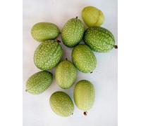 CUCAMELON 10 Semi Cetriolino Mini Messicano Insalate Aperitivo Melothria Scabra