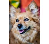 Cucciolo carino - Puzzle da 300 pezzi per amici, regali intellettuali, tempo libero, intrattenimento, decorazioni per feste 14+