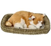 Cucciolo Shiba respirante per l'adozione