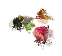 Cuifati Materiali per Produrre Fiori Secchi, 3 Pacchetti di Fiori Secchi per il Matrimonio