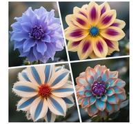 CUIKWA Bulbi Dalia Super Collezione - rosso/bianco/rosa/viola/giallo Dalia Bulbi Misti - Piante di Dalia con Fiori per Giardino e Vasi (non Artificiale)-4bulbi-B