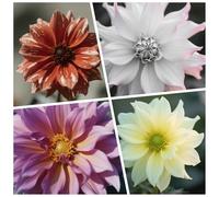 CUIKWA Bulbi Dalia Super Collezione - rosso/bianco/rosa/viola/giallo Dalia Bulbi Misti - Piante di Dalia con Fiori per Giardino e Vasi (non Artificiale)-4bulbi-L