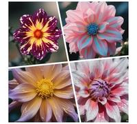 CUIKWA Bulbi Dalia Super Collezione - rosso/bianco/rosa/viola/giallo Dalia Bulbi Misti - Piante di Dalia con Fiori per Giardino e Vasi (non Artificiale)-10bulbi-D