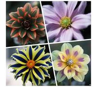 CUIKWA Bulbi Dalia Super Collezione - rosso/bianco/rosa/viola/giallo Dalia Bulbi Misti - Piante di Dalia con Fiori per Giardino e Vasi (non Artificiale)-10bulbi-C