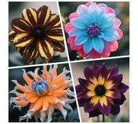 CUIKWA Bulbi Dalia Super Collezione - rosso/bianco/rosa/viola/giallo Dalia Bulbi Misti - Piante di Dalia con Fiori per Giardino e Vasi (non Artificiale)-4bulbi-H