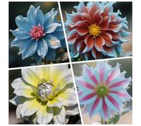 CUIKWA Bulbi Dalia Super Collezione - rosso/bianco/rosa/viola/giallo Dalia Bulbi Misti - Piante di Dalia con Fiori per Giardino e Vasi (non Artificiale)-6bulbi-F