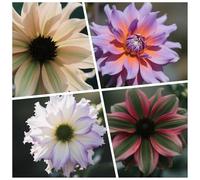 CUIKWA Bulbi Dalia Super Collezione - rosso/bianco/rosa/viola/giallo Dalia Bulbi Misti - Piante di Dalia con Fiori per Giardino e Vasi (non Artificiale)-4bulbi-A