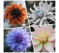 CUIKWA Bulbi Dalia Super Collezione - rosso/bianco/rosa/viola/giallo Dalia Bulbi Misti - Piante di Dalia con Fiori per Giardino e Vasi (non Artificiale)-4bulbi-K