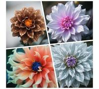 CUIKWA Bulbi Dalia Super Collezione - rosso/bianco/rosa/viola/giallo Dalia Bulbi Misti - Piante di Dalia con Fiori per Giardino e Vasi (non Artificiale)-2bulbi-I