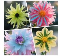 CUIKWA Bulbi Dalia Super Collezione - rosso/bianco/rosa/viola/giallo Dalia Bulbi Misti - Piante di Dalia con Fiori per Giardino e Vasi (non Artificiale)-4bulbi-J