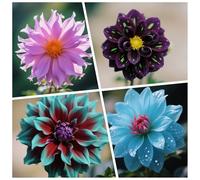 CUIKWA Bulbi Dalia Super Collezione - rosso/bianco/rosa/viola/giallo Dalia Bulbi Misti - Piante di Dalia con Fiori per Giardino e Vasi (non Artificiale)-8bulbi-G