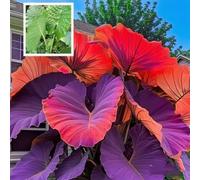 CUIKWA Bulbi Elephant Ear Palls - Paesaggio del giardino preferito-H-15 bulbi