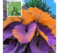 CUIKWA Bulbi Elephant Ear Palls - Paesaggio del giardino preferito-J-15 bulbi