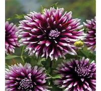 CUIKWA Dahlia Rhizomes - Blossom decorativo per il giardino decorativo resistente al calore in estate - facile da coltivare - entrambi per la piantagione in vaso-10bulbi-I