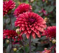 CUIKWA Dahlia Rhizomes - Blossom decorativo per il giardino decorativo resistente al calore in estate - facile da coltivare - entrambi per la piantagione in vaso-2bulbi-E