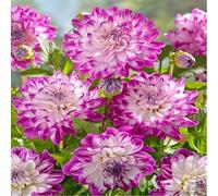 CUIKWA Dahlia Rhizomes - Blossom decorativo per il giardino decorativo resistente al calore in estate - facile da coltivare - entrambi per la piantagione in vaso-10bulbi-G