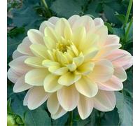 CUIKWA Dahlia Rhizomes - Blossom decorativo per il giardino decorativo resistente al calore in estate - facile da coltivare - entrambi per la piantagione in vaso-10bulbi-B