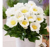 CUIKWA Peonia Rhizomi Sarah Bernhardt - Paeonia Sarah Bernhardt - Classica Peonia Rosa-5bulbi-E