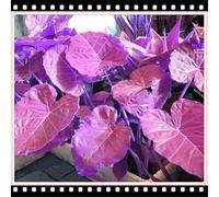 CUIKWA Taro gigante a forma di orecchio di elefante - Crea un paesaggio tropicale - Decorazione da giardino-H-8 Rizoma