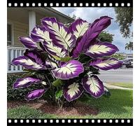 CUIKWA Taro gigante a forma di orecchio di elefante - Crea un paesaggio tropicale - Decorazione da giardino-B-3 Rizoma