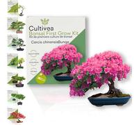 Cultivea Set Bonsai - Cercis Chinensis - 1 set