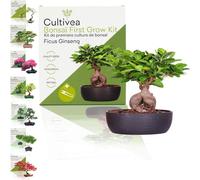 Cultivea Set Bonsai - Ficus Ginseng - 1 set