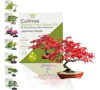 Cultivea Set Bonsai - Japanese Maple - 1 set