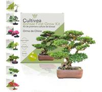 Cultivea Set Bonsai - Orma de Chine - 1 set