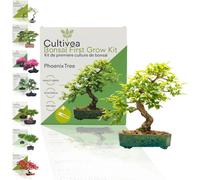 Cultivea Set Bonsai - Phoenix Tree - 1 set