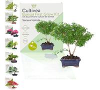 Cultivea Set Bonsai - Serissa Foetida - 1 set
