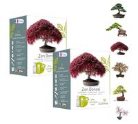 CULTIVEA Set di 2 kit pronti per la coltivazione di bonsai - Semi francesi 100% ecologici - Giardinaggio e decorazione - Idea regalo (acero rosso, cercis cinese, ginepro, liquidambar, abete rosso)