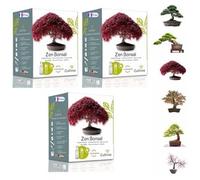 CULTIVEA Set di 3 kit pronti per la coltivazione di bonsai - Semi francesi 100% ecologici - Giardinaggio e decorazione - Idea regalo (acero rosso, cercis cinese, ginepro, liquidambar, abete rosso)