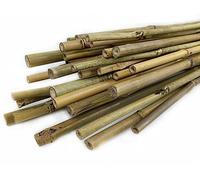 CULTIVERS Tutor per Piante di Canna Bambù 150 cm (Ø10/12 mm). Confezione da 30 pezzi. Tutor per pomodori, orto, alberi e tutti i tipi di piante. Bastoncini per piante. Bambù naturale
